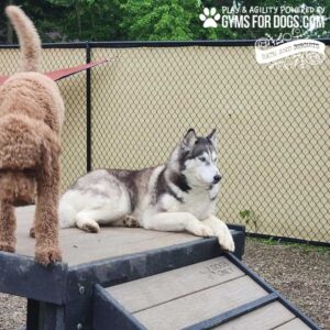 A Siberian Husky lounges on a Bridge Climb (L/X) 24" Tall platform as a brown, curly-haired dog stands close. The dogs are inside a chain-link fenced area. Gyms for Dogs and Bath and Biscuits logos are shown in the top right corner.