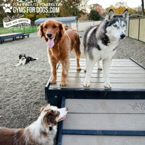 Four dogs gather near the 29" tall Bridge Climb (L/X) on a wooden platform in a fenced dog park. The platform is branded with “Gyms for Dogs” and “Bath and Biscuits” logos, with autumn trees providing a scenic backdrop.