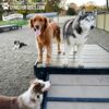 Four dogs are at an outdoor dog park: a golden retriever and a husky stand atop the Bridge Climb (L/X) 24" Tall platform, another dog is at the ramp, and a fourth lies in the background.