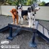 Three dogs stand together on the Bridge Climb (L/X) 24" Tall agility platform outdoors. Two are large, fluffy black-and-white dogs and one is a golden retriever. A chain-link fence and trees are visible in the background.