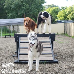 Three dogs—a golden retriever, a black and white Bernedoodle, and a gray and white husky—stand on and in front of the Bridge Climb 29" Tall (L/X) at a fenced dog park, with trees and shelters visible in the background.
