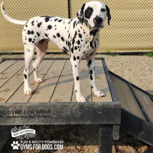 A Dalmatian stands on a 29" tall Bridge Climb (L/X) by GYMS FOR DOGS at the dog park, with a fence and gravel in the background. The platform displays “GYMS FOR DOGS” and “GYMSFORDOGS.COM”—a lively park scene.