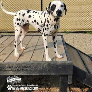 A Dalmatian stands on the Bridge Climb (L/X) 24" Tall in an outdoor dog park with gravel ground and a chain-link fence in the background. The raised wooden platform is branded "GYMS FOR DOGS.