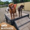 Three dogs—a Dalmatian, a wet Golden Retriever, and a brindle pup—stand on the Bridge Climb 29" Tall (L/X) platform in a fenced outdoor Dog Park. Text promotes "Gyms for Dogs" and "Bath and Biscuits.