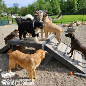 Several dogs of different sizes and breeds play together on the Bridge Climb 29" Tall (L/X) in a sunny, fenced dog park, surrounded by grass and trees for a safe and fun pups’ environment.