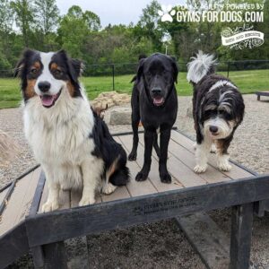 Three dogs—an Australian Shepherd, a black Labrador, and a shaggy black-and-white dog—stand on the 24" tall Bridge Climb (L/X) at the dog park, with trees and a fence in the background.