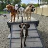 Four dogs stand on the Bridge Climb (L/X) 24" Tall agility ramp in a fenced outdoor area, with a brown and white dog leading, followed by a golden retriever, Dalmatian, and tan dog. More dogs and trees are visible in the background.