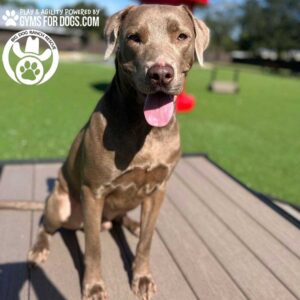 A brown dog with a shiny coat sits on the Bridge Climb (L/X) 24" Tall wooden platform outdoors, panting and looking at the camera. The background shows green grass, blue sky, and product logos in the top left corner.