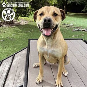 A happy brown dog with a white chest sits on the Bridge Climb (L/X) 24" Tall by Gyms For Dogs on green grass, smiling with its tongue out. The "Gyms For Dogs" and "Dog Ranch" logos appear in the image corners.
