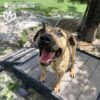 A happy brown dog with a black snout stands on the Bridge Climb (L/X) 24" Tall by Gyms For Dogs on a wooden platform outdoors, mouth open and tongue out, under tree shade. The Gyms For Dogs logo and website appear at the top left corner.