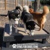 Two huskies stand on the Training Platform (L/X) with tongues out, as a golden retriever walks behind at an outdoor dog park. The platform displays: "Play & Agility Powered by Gyms for Dogs.com.