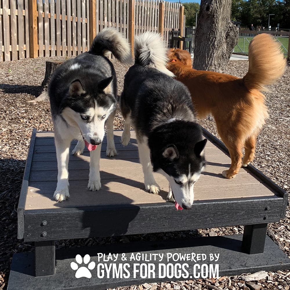 Two huskies stand on the Training Platform (L/X) with tongues out, as a golden retriever walks behind at an outdoor dog park. The platform displays: "Play & Agility Powered by Gyms for Dogs.com.