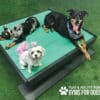 Three dogs relax on a green Training Platform (L/X) set on artificial grass; one lies down, another sits and pants wearing a bandana, while a small white dog with a pink tail stands in front. "GYMS FOR DOGS" is displayed in the corner.