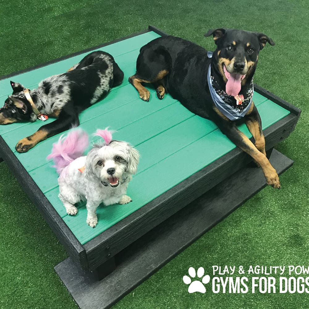 Three dogs relax on a green Training Platform (L/X) set on artificial grass; one lies down, another sits and pants wearing a bandana, while a small white dog with a pink tail stands in front. "GYMS FOR DOGS" is displayed in the corner.