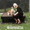 A woman with short gray hair sits on a Training Platform (L/X) at a dog park, gently touching a small brown and white dog. They are on artificial turf near a chain-link fence. Text overlay: "Play & Agility Powered by GymsForDogs.com.