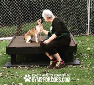 A woman with short gray hair sits on a Training Platform (L/X) at a dog park, gently touching a small brown and white dog. They are on artificial turf near a chain-link fence. Text overlay: "Play & Agility Powered by GymsForDogs.com.