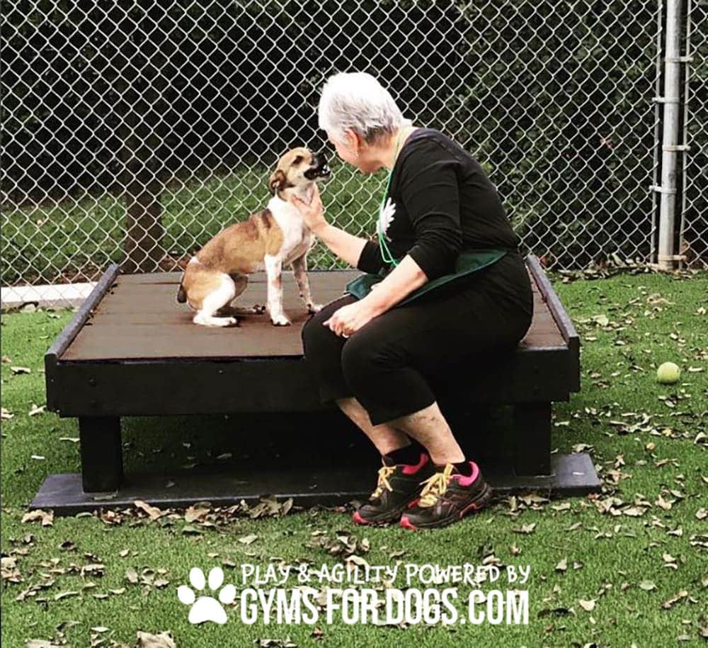 A woman with short gray hair sits on a Training Platform (L/X) at a dog park, gently touching a small brown and white dog. They are on artificial turf near a chain-link fence. Text overlay: "Play & Agility Powered by GymsForDogs.com.