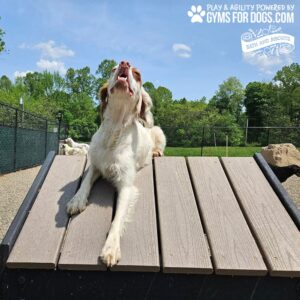 A white and brown dog stands atop a Tunnel House (L/X) at the dog park, mouth open as if barking. Another dog is in the background, surrounded by trees and greenery within the fenced area.
