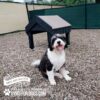 A happy black and white dog sits on gravel at a lively Dog Park in front of a Tunnel House (L/X). The panting pup is shown with "Bath and Biscuits" and "GYMS FOR DOGS.COM" logos in the corner.