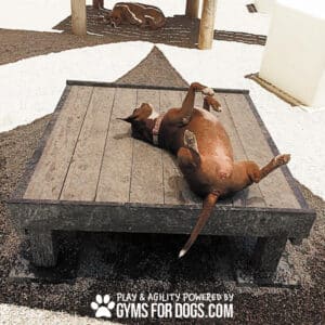 A brown dog lies on its back on a Training Platform (L/X) in an outdoor play area, while another dog rests in the shaded background. Text at the bottom reads, "PLAY & AGILITY POWERED BY GYMS FOR DOGS.COM.