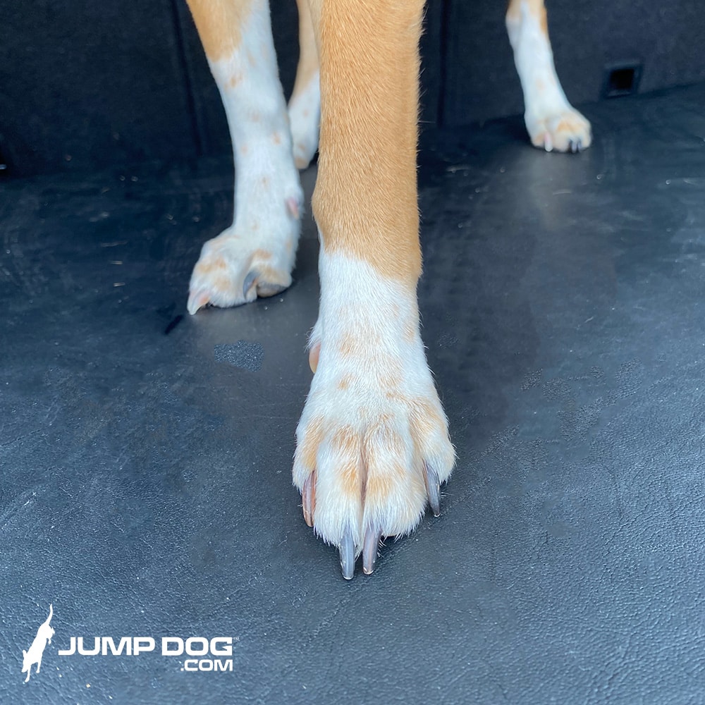 Close-up of a dog's front paw standing on the Jump Dog SUV Pet Comfort Pad, with the other legs in the background. The image features the Jump Dog logo in the lower left corner.