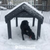 A black dog stands partially under a snow-covered Tunnel House (L/X) in a snowy dog park, sniffing the snow. "GYMS FOR DOGS.COM" is visible on the front of the structure.