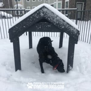 A black dog stands partially under a snow-covered Tunnel House (L/X) in a snowy dog park, sniffing the snow. "GYMS FOR DOGS.COM" is visible on the front of the structure.