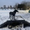 A black dog in an orange harness stands on the Bridge Climb 24" Tall (L/X), a raised wooden platform, in a snowy, fenced-in dog park at dusk. Snow covers the ground, with trees seen in the background.