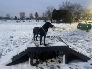 A black dog in an orange harness stands on the Bridge Climb 24" Tall (L/X), a raised wooden platform, in a snowy, fenced-in dog park at dusk. Snow covers the ground, with trees seen in the background.