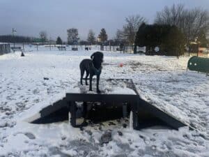 A black dog in a harness stands on a Bridge Climb 24" Tall (L/X) platform in a snowy dog park. Snow covers the ground, with benches, trees, and a red ball visible in the background.