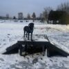 A black dog wearing a harness stands on the Bridge Climb 24" Tall (L/X) in a snowy dog park at dusk. Snow blankets the ground, with benches and fencing visible in the background.