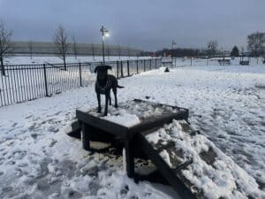 A black dog stands on a Bridge Climb 24" Tall (L/X) wooden platform in a snow-covered, fenced dog park on a winter evening, as streetlights illuminate the snowy landscape and road in the background.