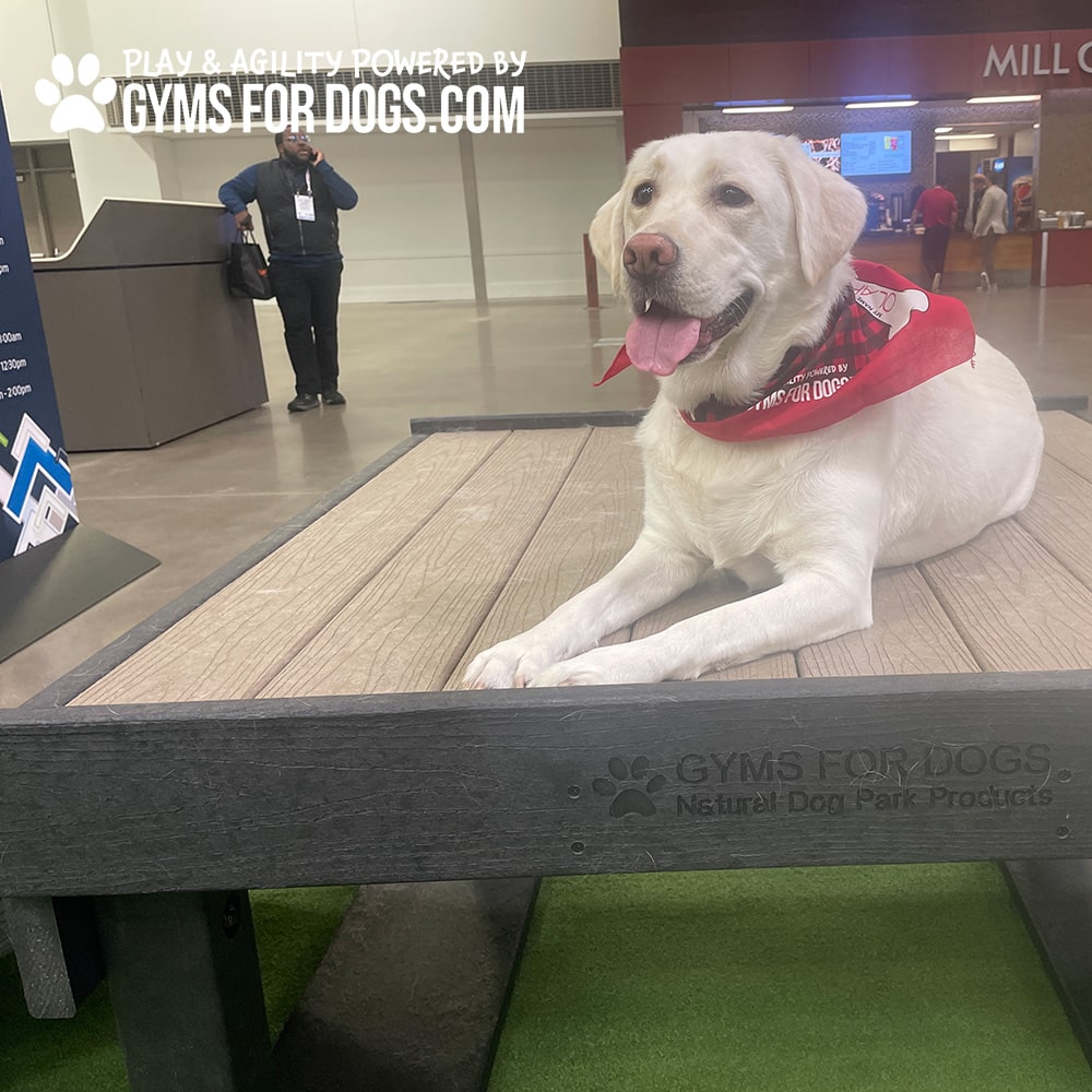 A yellow labrador with a red bandana lies on a Training Platform (L/X) at an indoor event, featuring the “GYMS FOR DOGS” logo, with attendees visible in the background.