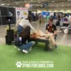 Two women pet a golden retriever lying on its back on a Training Platform (L/X) bench, while another woman in a paw-print shirt smiles nearby. The indoor event features booths, with "PLAY & AGILITY POWERED BY GYMS FOR DOGS.COM" text at the bottom.