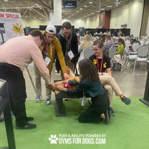 Four people are gently placing a small dog dressed in red onto the Training Platform (L/X) at an indoor event, with attendees seated in the background and a "Gyms for Dogs" promotion visible.