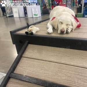 A white dog in a red bandana naps on the Bridge Climb 29" Tall (L/X) ramp beside a toy sheep at an indoor Dog Park event, with “GYMS FOR DOGS.COM” in the top left corner.