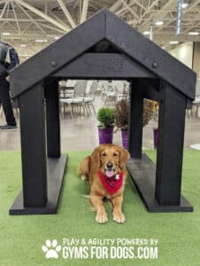 A golden retriever with a red bandana lies under a black Tunnel House (L/X) labeled "DOGS ONLY" at an indoor dog park event. "GYMS FOR DOGS.COM" and "PLAY & AGILITY POWERED BY" appear at the bottom.