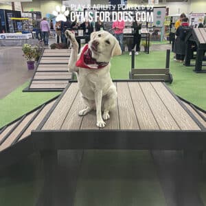 A yellow Labrador in a red bandana sits on a Bridge Climb 29" Tall (L/X) platform, part of an agility setup at an indoor dog park event, lifting one paw with people and booths in the background.