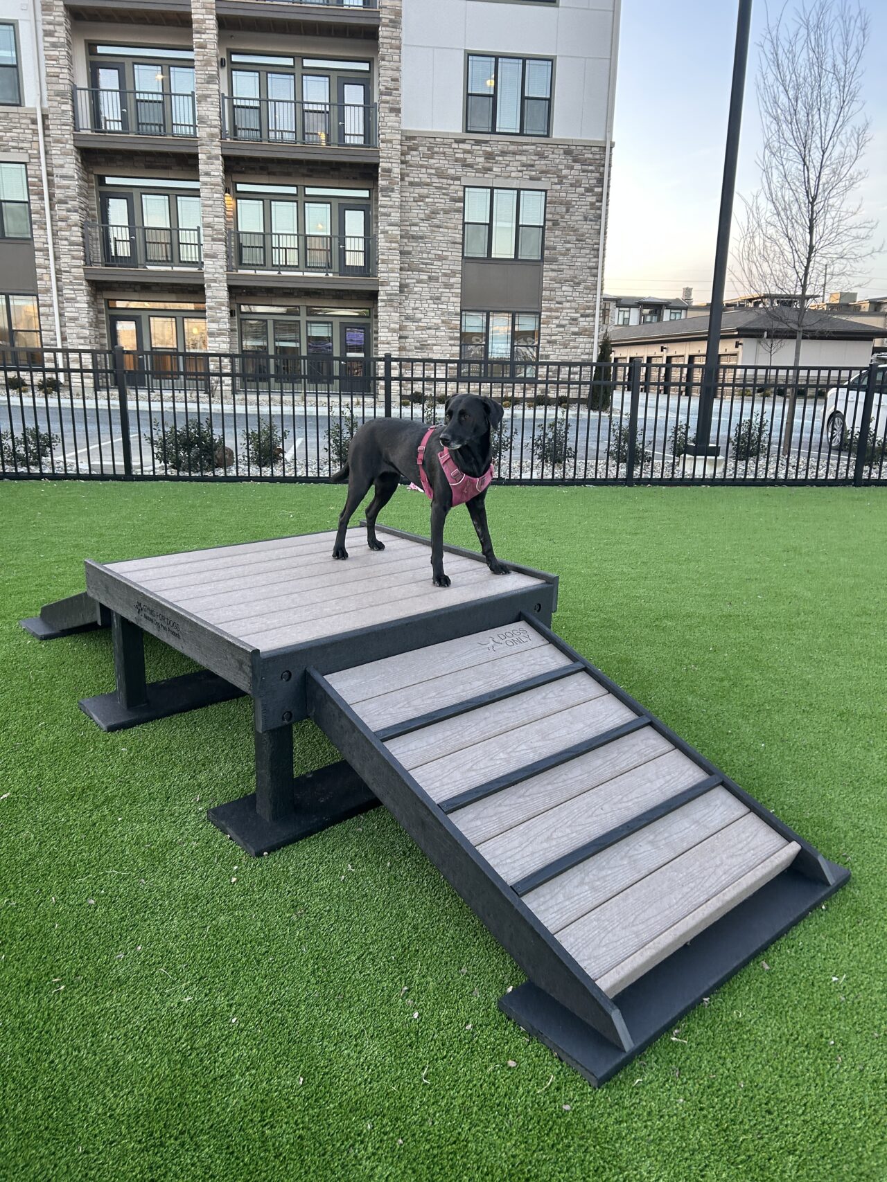 A black dog in a pink harness stands on the Bridge Climb 24" Tall (L/X), a raised wooden platform with a ramp, at a fenced dog park with artificial grass and apartment buildings in the background.