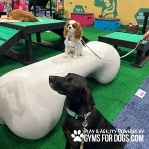 A small brown and white dog sits on the Agility Bone (FBR) – 4 ft Standard Weight while a black dog stands nearby. Colorful Dog Park agility equipment surrounds them on green turf. Text: “Play & Agility Powered By Gyms For Dogs.com.”.