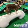 A brown and white dog stands on the Agility Bone (FBR) – 4 ft Standard Weight, a large white bone-shaped platform by GYMS FOR DOGS, wearing a harness and enjoying playtime in an indoor Dog Park agility area.