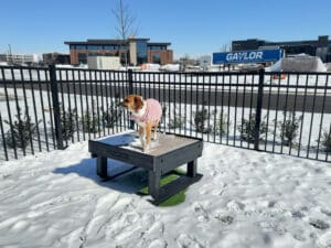 A dog in a pink coat stands on the Training Platform (L/X) in a snowy dog park, surrounded by fenced areas, buildings, and parked cars in the background.