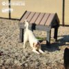 A white and tan dog playfully stretches in front of a small agility ramp at a gravel dog park, with a chain-link fence in the background. The image is branded with "GYMS FOR DOGS" in the top left corner.