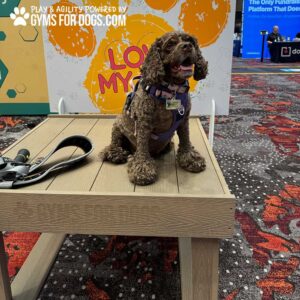 A brown curly-haired dog wearing a harness sits on the Interactive Play Training Platform – Great for Shelters and Private Properties. Behind it is a colorful "GYMS FOR DOGS" and "LOVE MY GYM" sign at what appears to be an indoor event or expo.