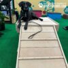 A black dog with a collar and leash lies on a wooden ramp platform in an indoor play area with green flooring and colorful walls, promoting "Gyms For Dogs".