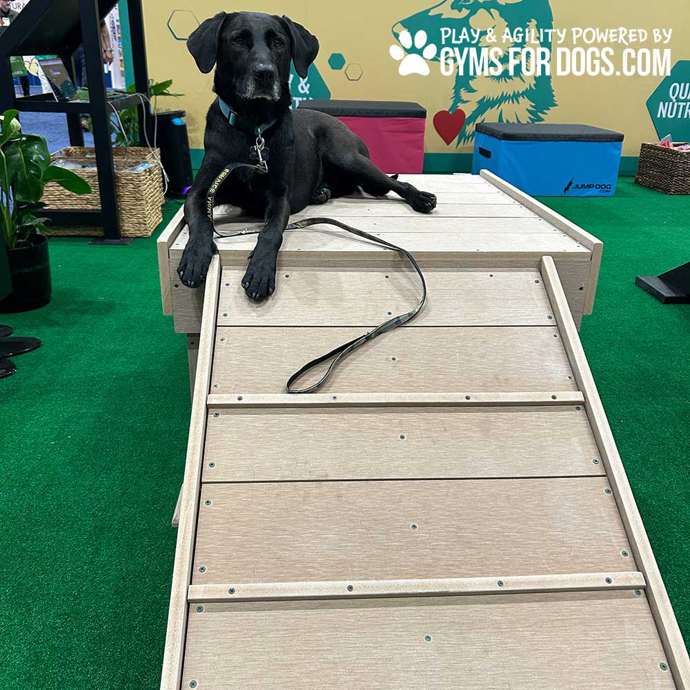 A black dog with a collar and leash lies on a wooden ramp platform in an indoor play area with green flooring and colorful walls, promoting "Gyms For Dogs".
