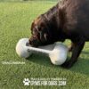 A brown dog sniffs a large, bone-shaped dog toy labeled "GYMS FOR DOGS" on a grassy surface. Text reads "Small/Medium" and "Play & Agility Powered by GYMS FOR DOGS.COM.