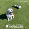 A happy white dog sits on green artificial grass next to The Dog Bone Bowl (S/M) – a sanitary drinking bowl with a slow drain. Text reads "SMALL/MEDIUM" and "PLAY & AGILITY POWERED BY GYMS FOR DOGS.COM".