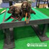 Two brown spaniels with wavy fur lie on a green elevated dog platform. The area has artificial grass, and the platform is branded "GYMS FOR DOGS." Leashes and collars are visible on the dogs.