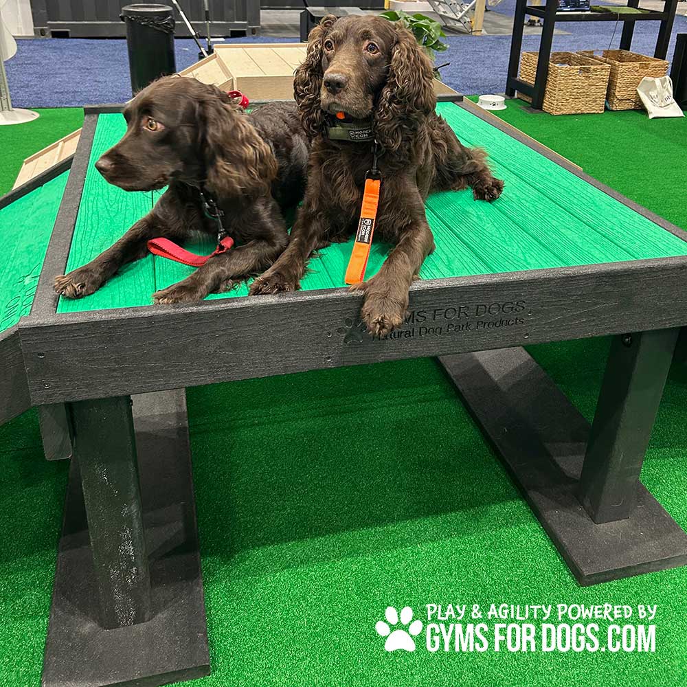 Two brown spaniels with wavy fur lie on a green elevated dog platform. The area has artificial grass, and the platform is branded "GYMS FOR DOGS." Leashes and collars are visible on the dogs.